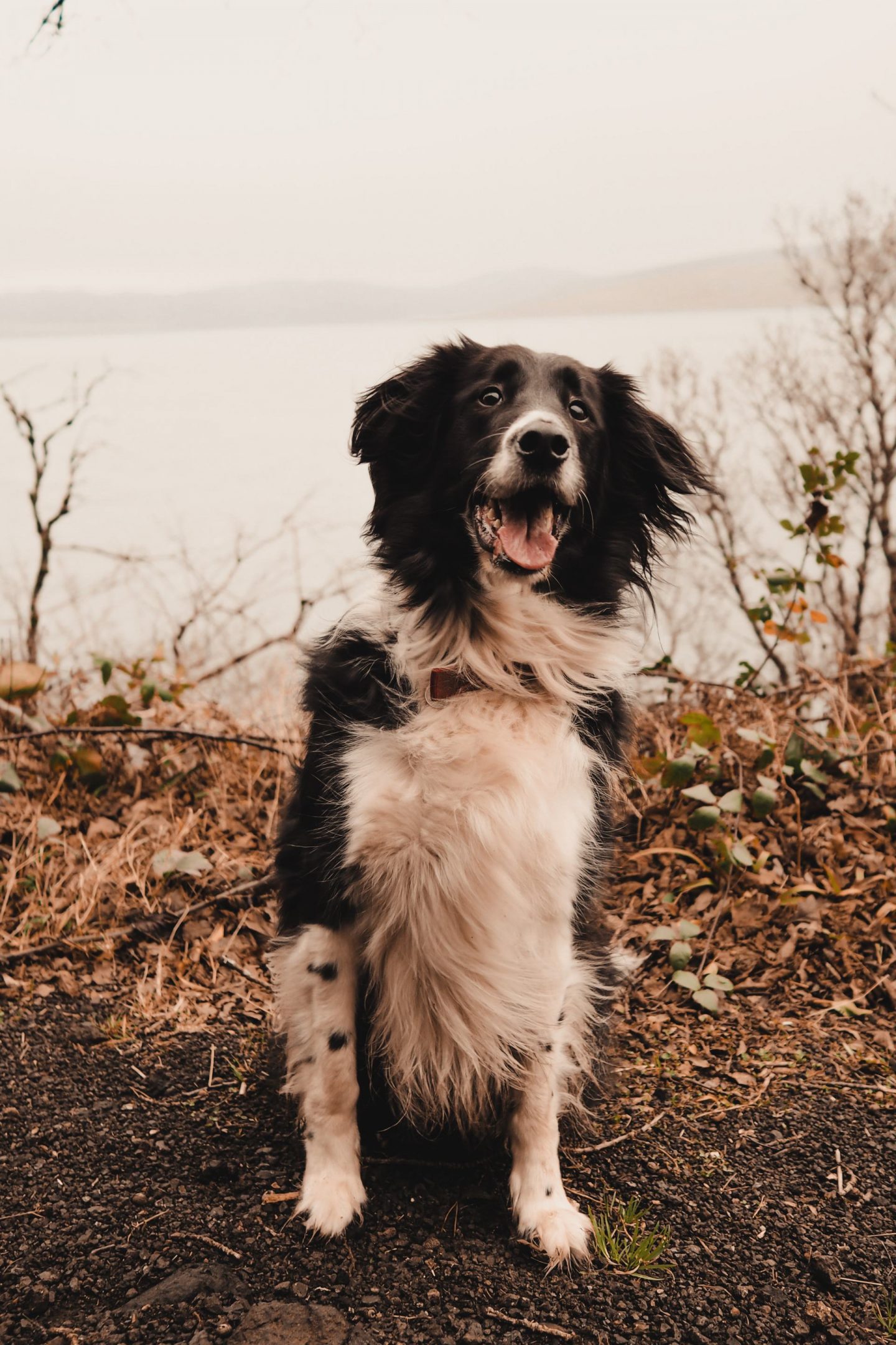 Travel Diaries: a week on the Isle of Mull at Hogmanay - Arthur the border collie on his walk