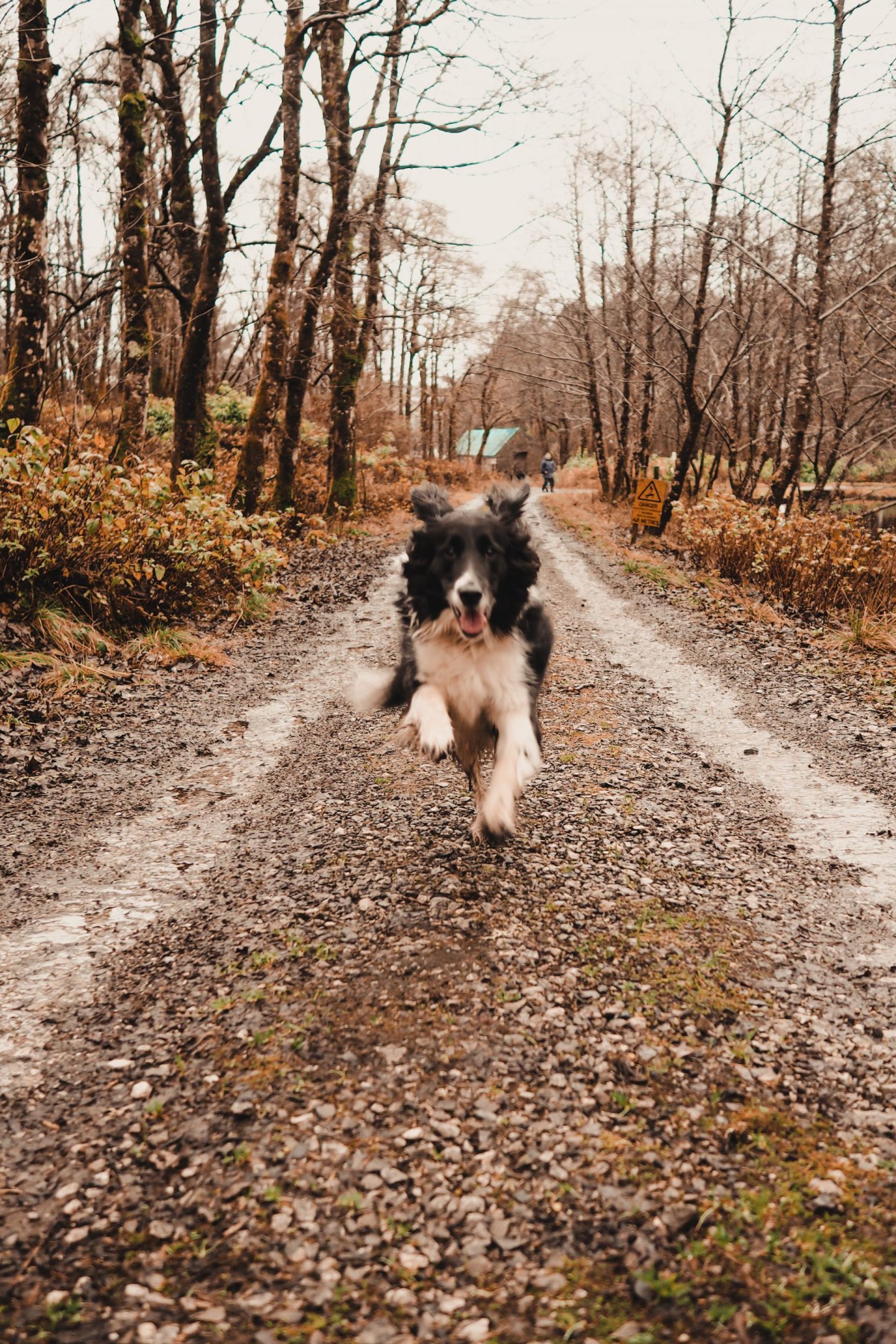 Travel Diaries: a week on the Isle of Mull at Hogmanay - border collie running towards you