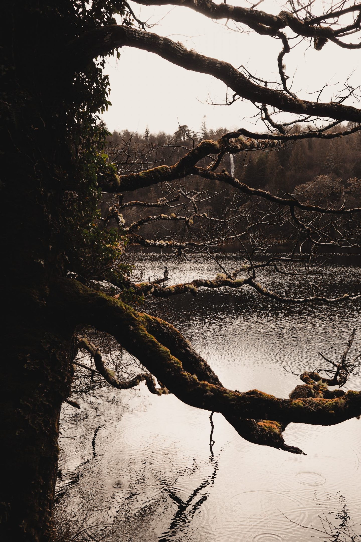 Travel Diaries: a week on the Isle of Mull at Hogmanay