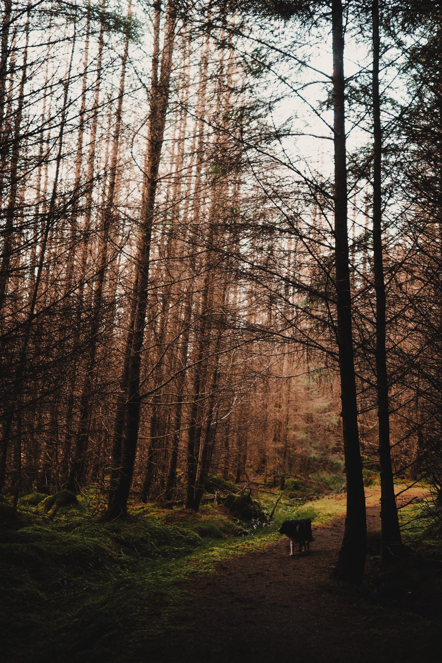 Travel Diaries: a week on the Isle of Mull at Hogmanay Fishnish costal walk